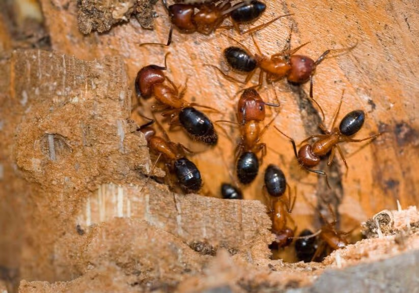 Changing weather patterns in Vancouver impacting carpenter ant activity