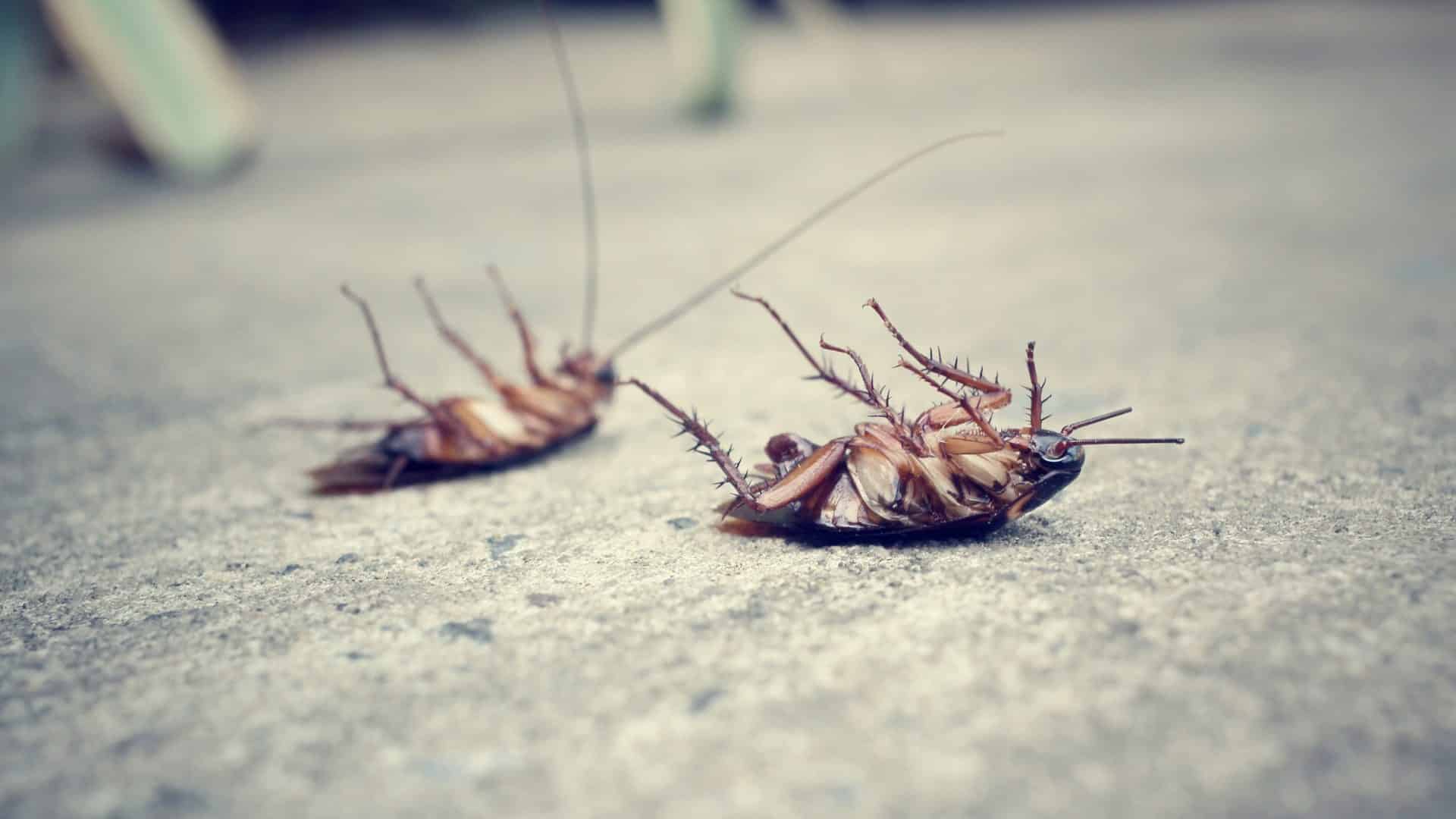 Guide To Getting Rid Of Cockroaches In Vancouver In 2022   